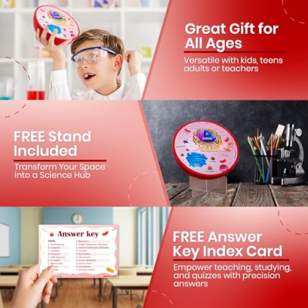 단면 폼 동물 세포 모델 | 교실 학습, 교육 및 STEM 키트에 적합 | 명확하게 표시된 세포 소기관 | 강력한 자석 커넥터 | 생물학, 해부학 및 과학 프로젝트에 유용합니다.