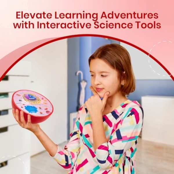 단면 폼 동물 세포 모델 | 교실 학습, 교육 및 STEM 키트에 적합 | 명확하게 표시된 세포 소기관 | 강력한 자석 커넥터 | 생물학, 해부학 및 과학 프로젝트에 유용합니다.