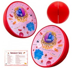 단면 폼 동물 세포 모델 | 교실 학습, 교육 및 STEM 키트에 적합 | 명확하게 표시된 세포 소기관 | 강력한 자석 커넥터 | 생물학, 해부학 및 과학 프로젝트에 유용합니다.