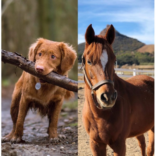 Rawganic® 바이오 애완 동물 물티슈 - 젖은 애완 동물 물티슈 - 초대형(12팩)