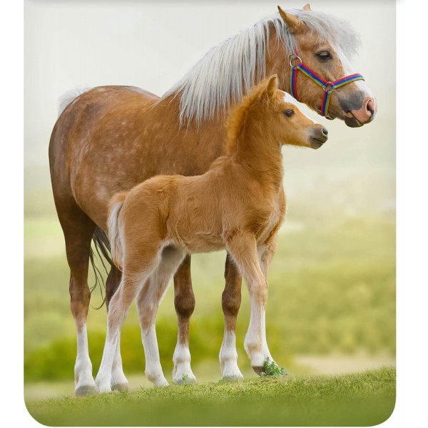 ESPiCO Bed Linen Trendy Bedding Horse Pony Foal Haflinger Paddock Flowers Green Brown Renforcé, 크기: 135 cm x 200 cm 135 cm x 200 cm 006