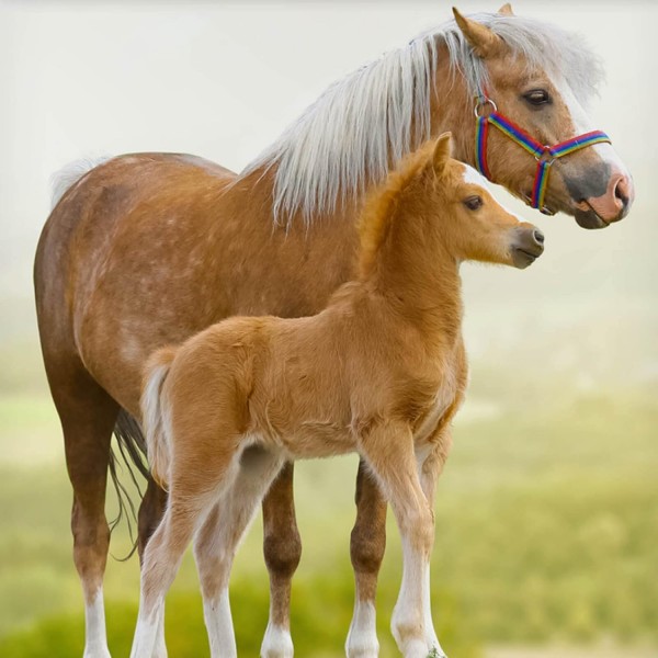 ESPiCO Bed Linen Trendy Bedding Horse Pony Foal Haflinger Paddock Flowers Green Brown Renforcé, 크기: 135 cm x 200 cm 135 cm x 200 cm 006