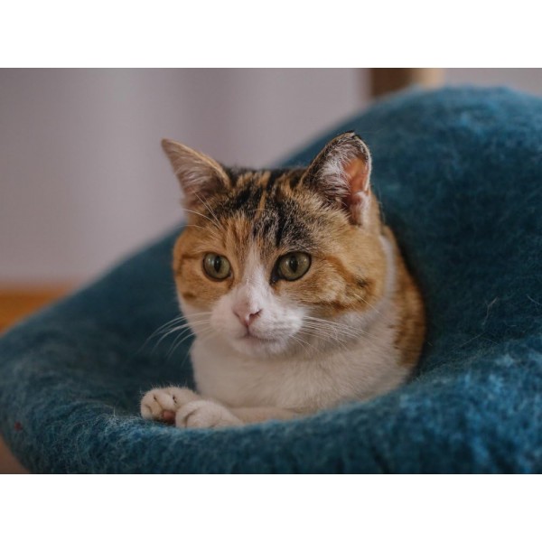 고양이 동굴 고양이 침대 고양이 집 XL - 큰 고양이도 사용 가능 - 외부는 견고하고 내부는 꼭 껴안고 싶은 부드러움 - 뉴질랜드 양모 핸드메이드 - 라이트 그레이