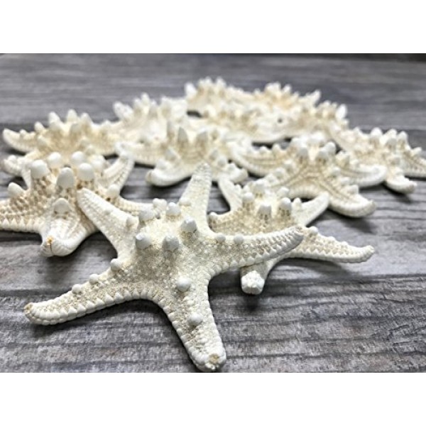 멍청한 불가사리 | 24 노비 불가사리 흰색 2