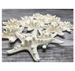 멍청한 불가사리 | 24 노비 불가사리 흰색 2