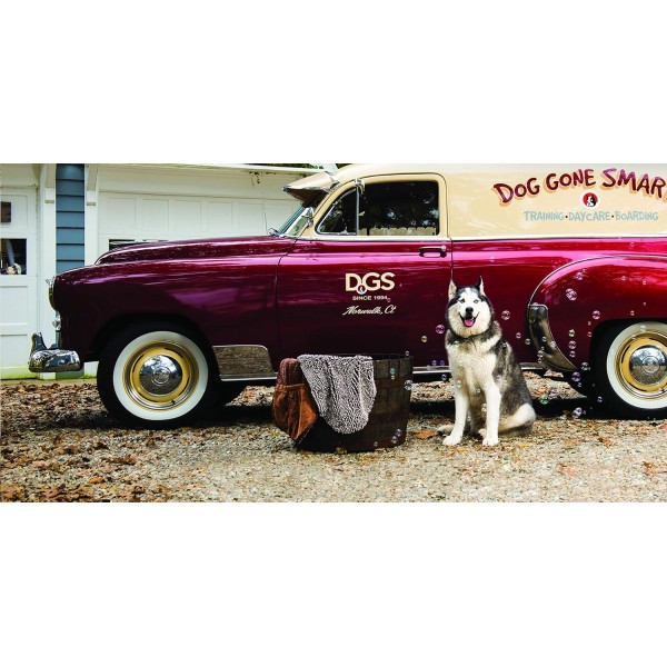 DGS0A 남성 Shammy 애완 동물 타월, 브라운, 13 x 31