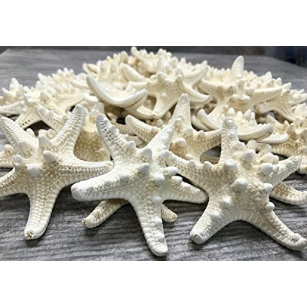 멍청한 불가사리 | 48 노비 불가사리 흰색 1 1/4