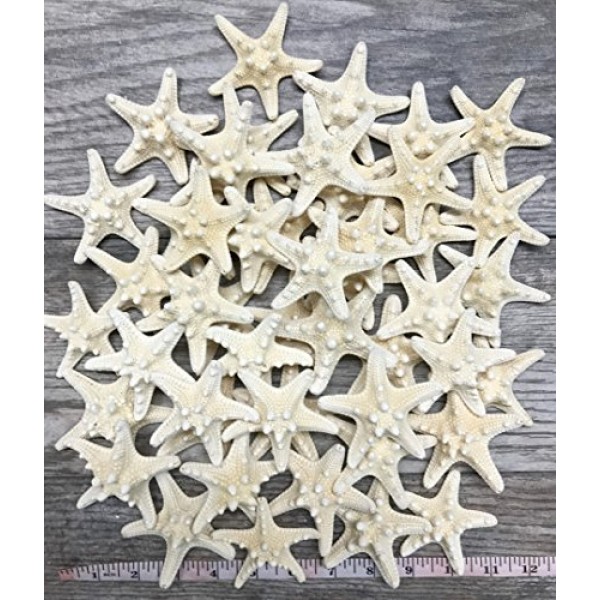 멍청한 불가사리 | 48 노비 불가사리 흰색 1 1/4