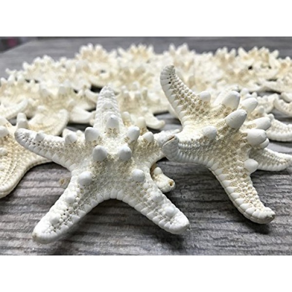 멍청한 불가사리 | 48 노비 불가사리 흰색 1 1/4