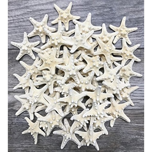 멍청한 불가사리 | 48 노비 불가사리 흰색 1 1/4