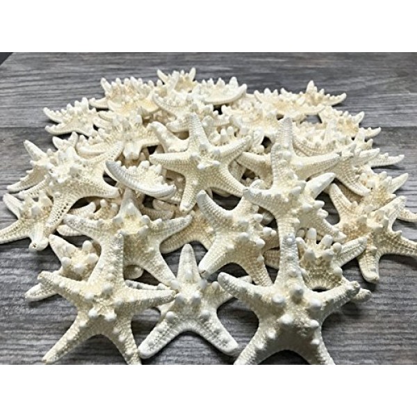 멍청한 불가사리 | 48 노비 불가사리 흰색 1 1/4