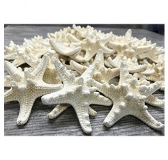 멍청한 불가사리 | 48 노비 불가사리 흰색 1 1/4