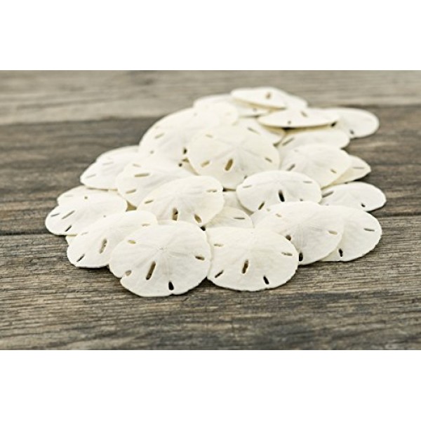 샌드 달러 | 리얼 샌드 달러 1 1/2