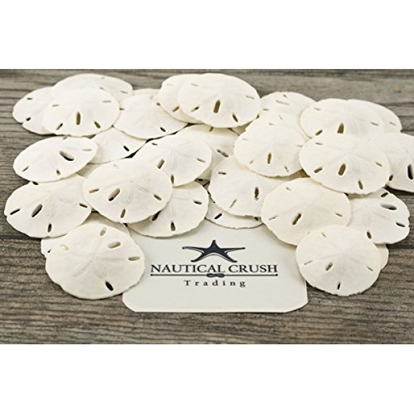 샌드 달러 | 리얼 샌드 달러 1 1/2