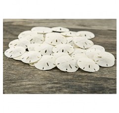 샌드 달러 | 리얼 샌드 달러 1 1/2