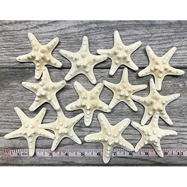 불가사리 | 12 흰색 손잡이 불가사리 2