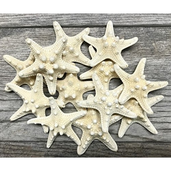 불가사리 | 12 흰색 손잡이 불가사리 2