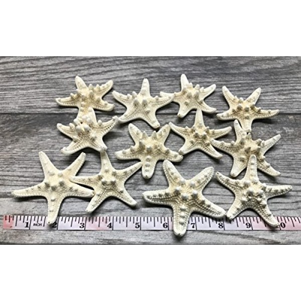 불가사리 | 12 흰색 손잡이 불가사리 2