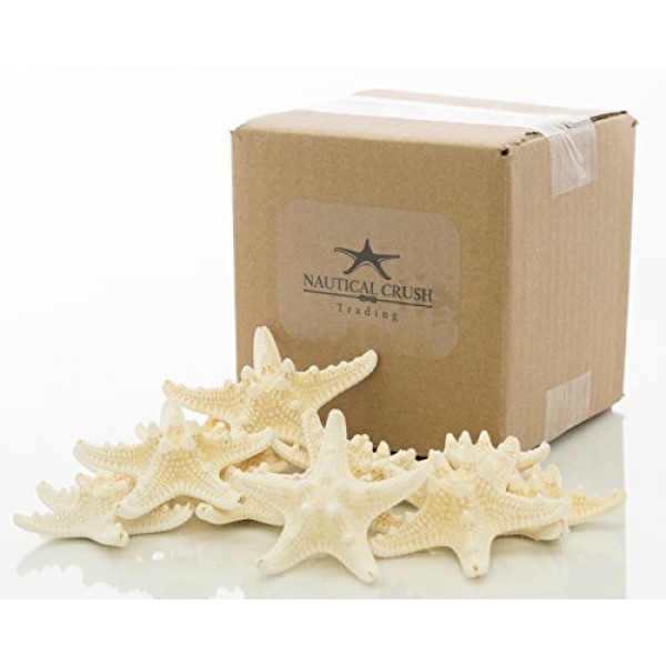 불가사리 | 12 흰색 손잡이 불가사리 2