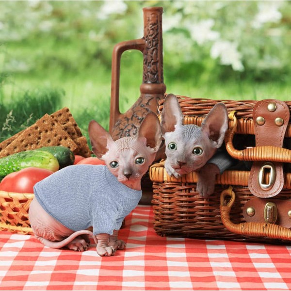 털이없는 고양이 조끼 터틀넥 통기성 사랑스러운 고양이 옷 스웨터 새끼 고양이 티셔츠 소매가있는 고양이 잠옷 점프 슈트 Sphynx Cornish Rex Devon Rex Peterbald S (2.2-4lbs) Blue