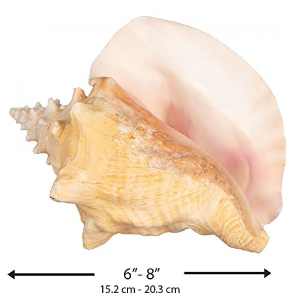 소라 껍질 | 대형 바하마 조가비 조개 8-10인치 1개 | Joseph Rains의 무료 해상 전자책 추가