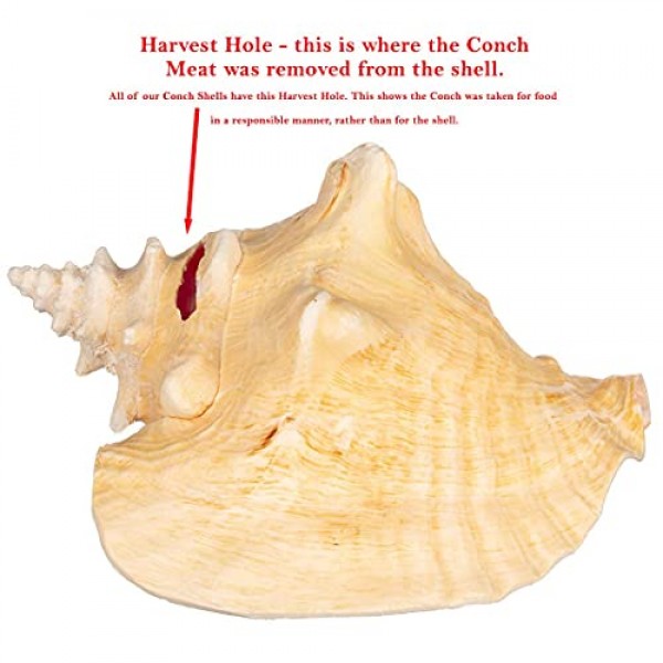 소라 껍질 | 대형 바하마 조가비 조개 8-10인치 1개 | Joseph Rains의 무료 해상 전자책 추가