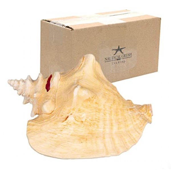 소라 껍질 | 대형 바하마 조가비 조개 8-10인치 1개 | Joseph Rains의 무료 해상 전자책 추가