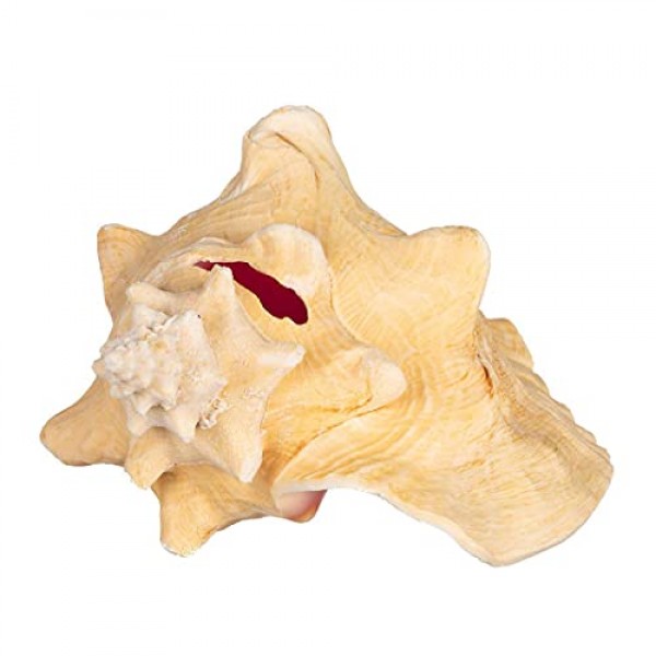 소라 껍질 | 대형 바하마 조가비 조개 8-10인치 1개 | Joseph Rains의 무료 해상 전자책 추가