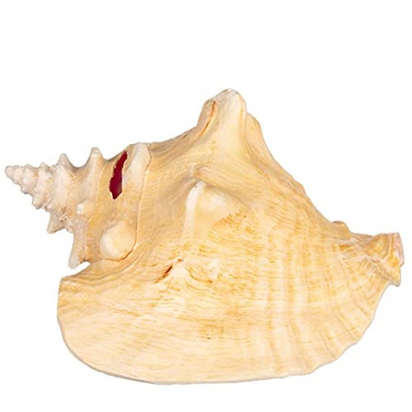 소라 껍질 | 대형 바하마 조가비 조개 8-10인치 1개 | Joseph Rains의 무료 해상 전자책 추가