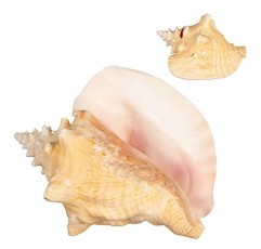 소라 껍질 | 대형 바하마 조가비 조개 8-10인치 1개 | Joseph Rains의 무료 해상 전자책 추가