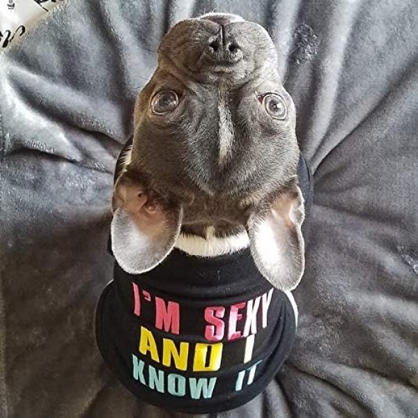 Parisian Pet Sexy and I Know it Dog 티셔츠 XXS Schwarz 2XS