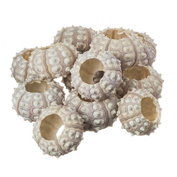 성게 | 12 스푸트니크 성게 껍질 | 12 공예 및 장식용 보라색 스푸트니크 성게 껍질 | 게다가 Joseph Rains의 무료 해상 전자책