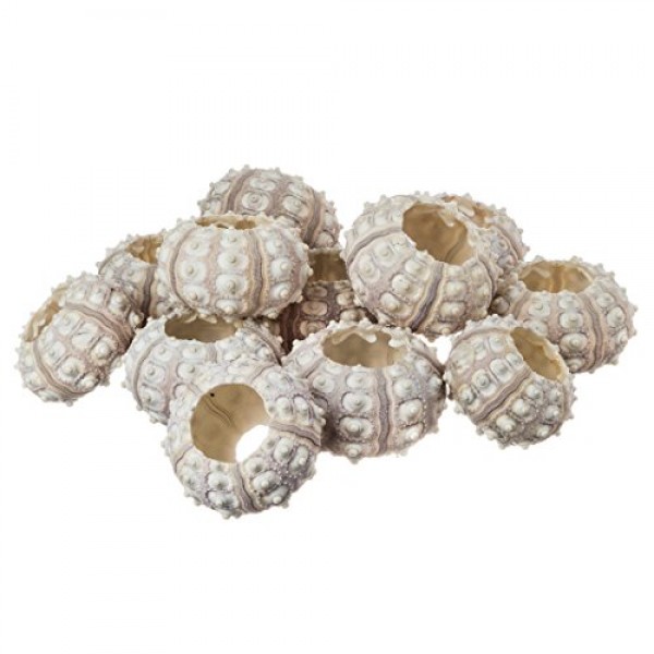 성게 | 12 스푸트니크 성게 껍질 | 12 공예 및 장식용 보라색 스푸트니크 성게 껍질 | 게다가 Joseph Rains의 무료 해상 전자책