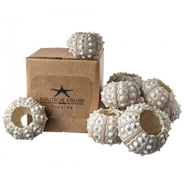 성게 | 12 스푸트니크 성게 껍질 | 12 공예 및 장식용 보라색 스푸트니크 성게 껍질 | 게다가 Joseph Rains의 무료 해상 전자책