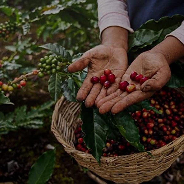 V Vescovi Grani D'oro 100% 아랍어 | 프리미엄 이탈리안 에스프레소 원두 | 미디엄 로스트 | 2.2파운드/1kg