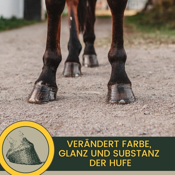 브러시가 있는 EMMA 발굽 오일 말 480ML 발굽 밤 말 - 발굽 살찐 말 I 발굽 관리 발굽 및 개구리 I 건조 발굽에 대항 I 발굽 경화제 말 I 말용 발굽 연고 I 브러시 병 - 빠른 