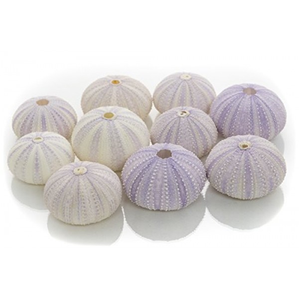 성게 | 10 보라색 성게 껍질 | 공예 및 장식용 보라색 성게 껍질 10개 | 게다가 Joseph Rains의 무료 해상 전자책