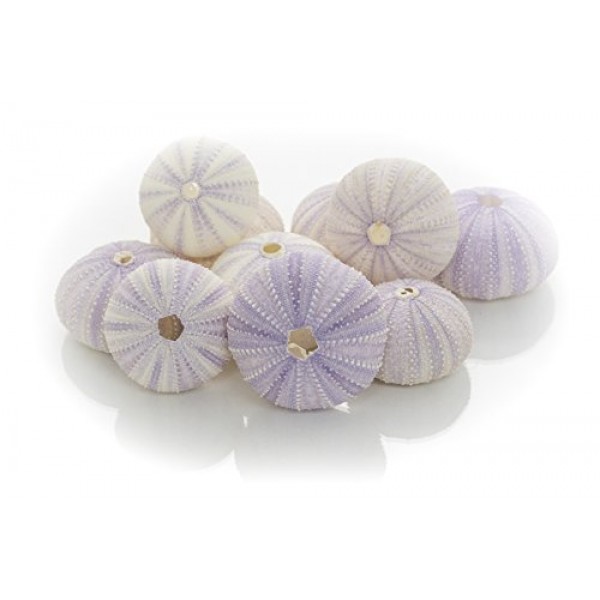 성게 | 10 보라색 성게 껍질 | 공예 및 장식용 보라색 성게 껍질 10개 | 게다가 Joseph Rains의 무료 해상 전자책