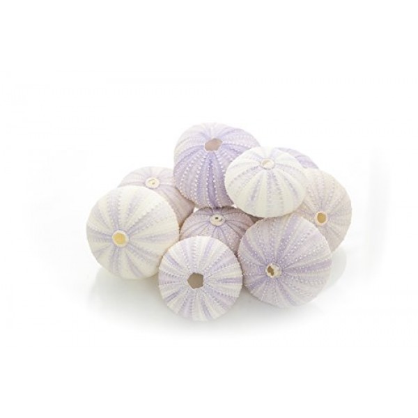 성게 | 10 보라색 성게 껍질 | 공예 및 장식용 보라색 성게 껍질 10개 | 게다가 Joseph Rains의 무료 해상 전자책