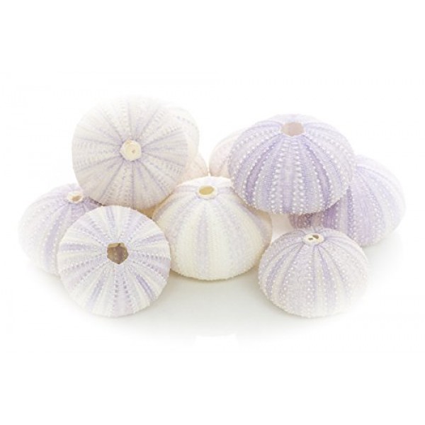 성게 | 10 보라색 성게 껍질 | 공예 및 장식용 보라색 성게 껍질 10개 | 게다가 Joseph Rains의 무료 해상 전자책