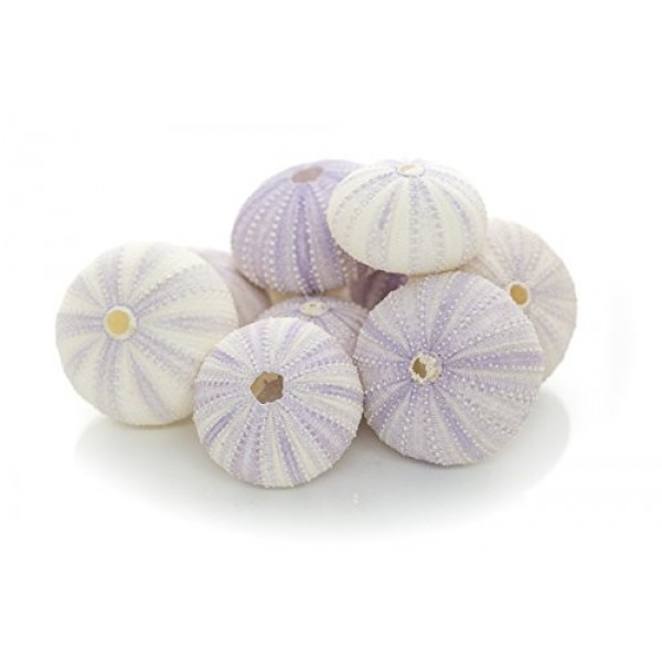 성게 | 10 보라색 성게 껍질 | 공예 및 장식용 보라색 성게 껍질 10개 | 게다가 Joseph Rains의 무료 해상 전자책