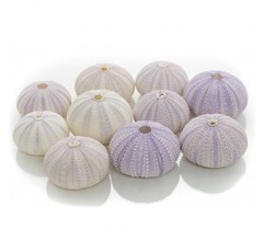 성게 | 10 보라색 성게 껍질 | 공예 및 장식용 보라색 성게 껍질 10개 | 게다가 Joseph Rains의 무료 해상 전자책