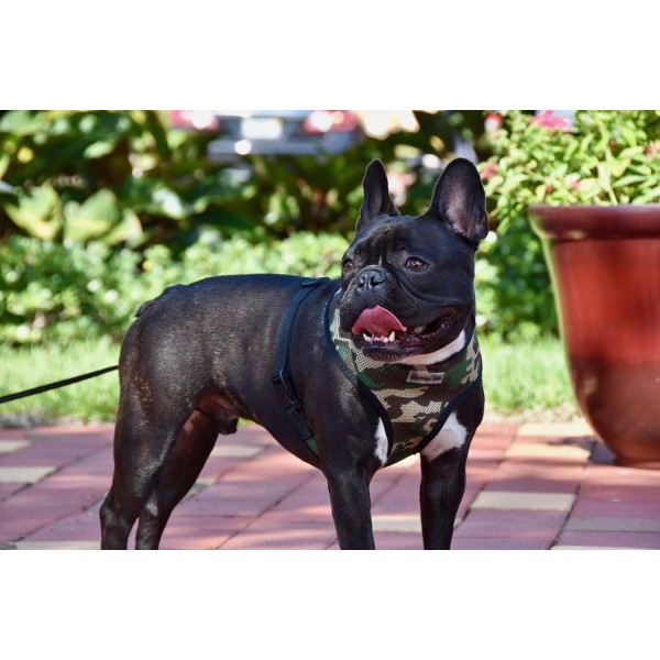 Parisian Pet Freedom Dog Harness, Camo, XS XS Camo