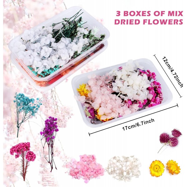 Vegena 자연 말린 꽃-3 상자 말린 꽃 누르면 꽃 DIY 자연 말린 꽃 세트 예술 공예에 대 한 혼합 말린 잎 DIY 수 지 양초 Scrapbooking