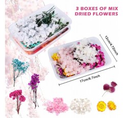 Vegena 자연 말린 꽃-3 상자 말린 꽃 누르면 꽃 DIY 자연 말린 꽃 세트 예술 공예에 대 한 혼합 말린 잎 DIY 수 지 양초 Scrapbooking