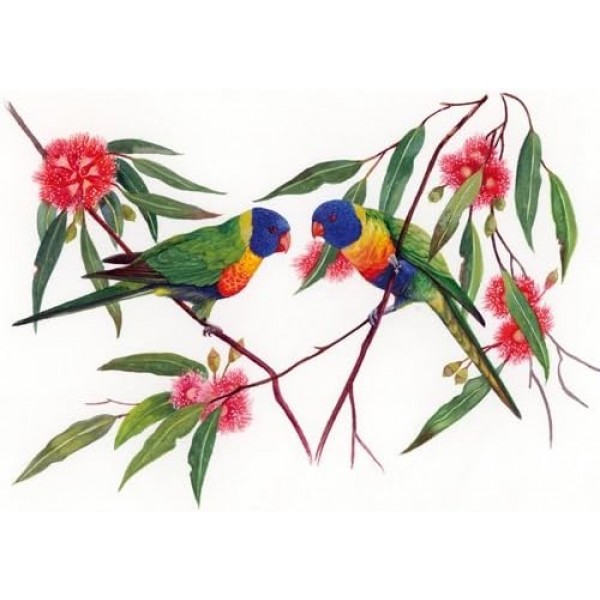 Maxwell & Williams PBD150 Birds of Australia 머그 커피 머그 머그 새: 광대역 진훙 잉꼬 선물 상자형 도자기