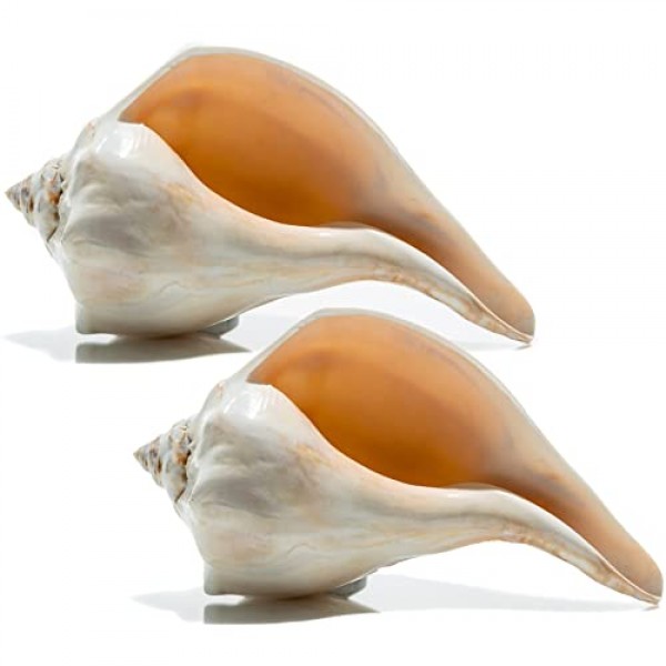 대서양 고래 바다 셸 | 세련된 대서양 고래 6-7