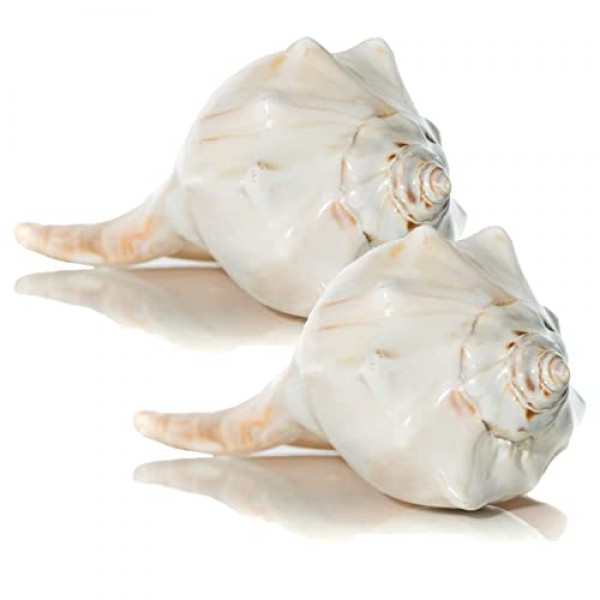 대서양 고래 바다 셸 | 세련된 대서양 고래 6-7