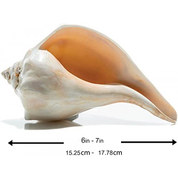 대서양 고래 바다 셸 | 세련된 대서양 고래 6-7