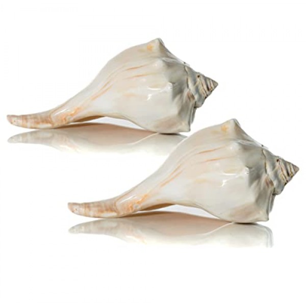 대서양 고래 바다 셸 | 세련된 대서양 고래 6-7